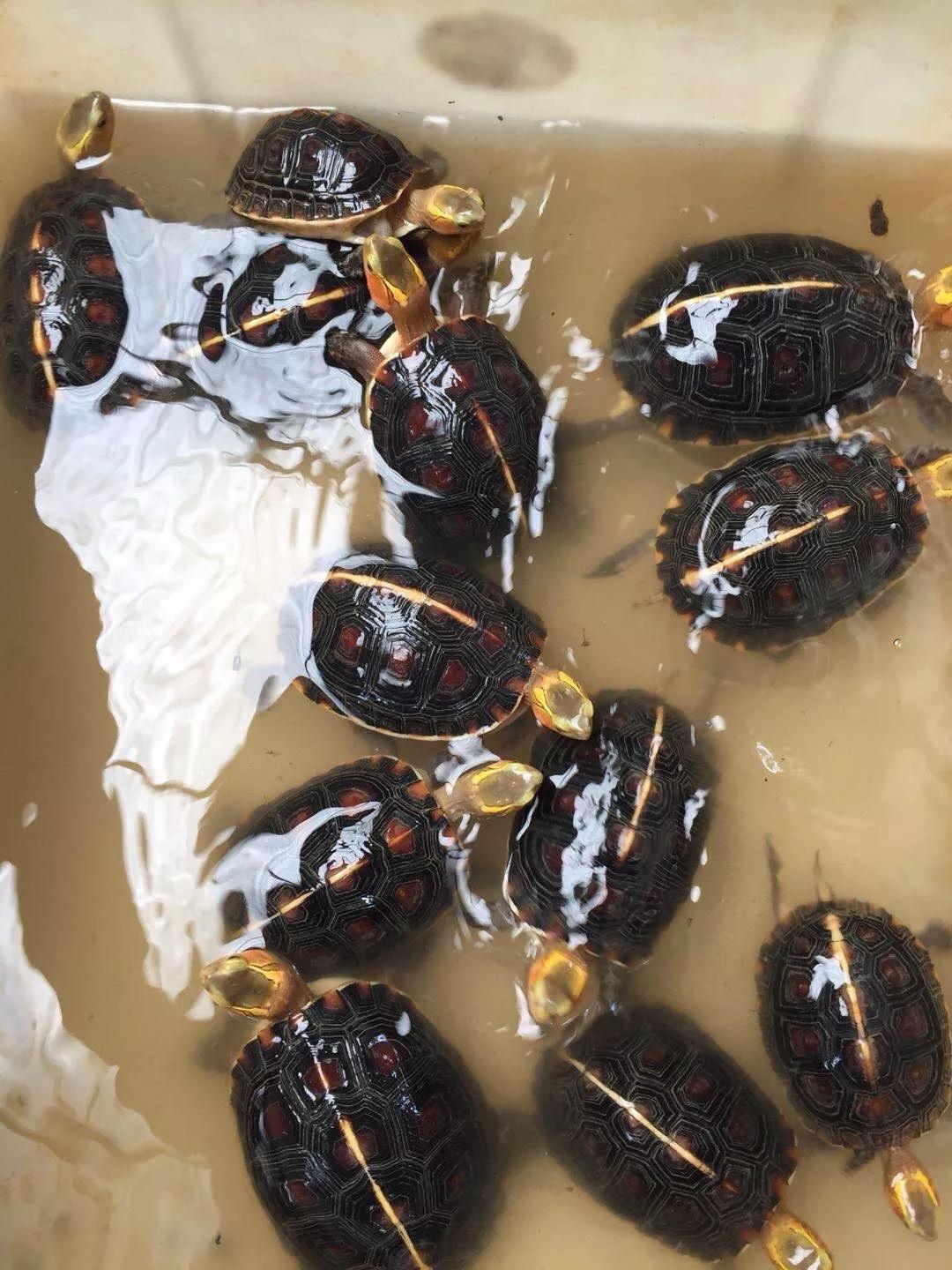 龟浮水是什么意思,龟浮水征兆