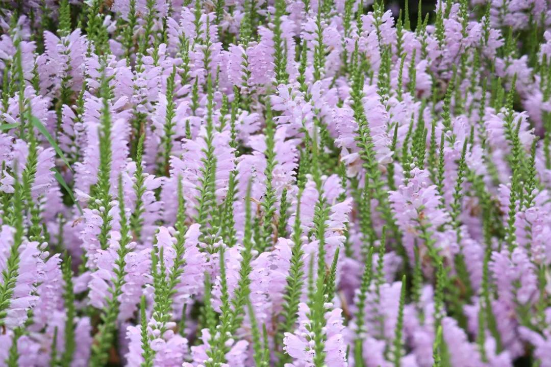 多学科协作为肾衰及多种合并症患者“个体订制”诊疗方案