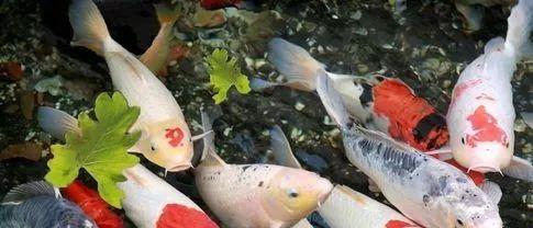 养鱼这么多年，是否还在为流量扬程排气量等困扰？