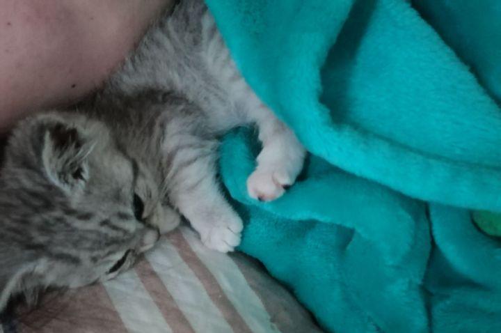 英短1200元靠谱吗,一千元的英短靠谱吗