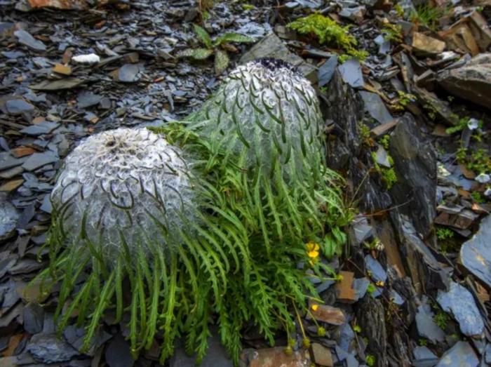 它被称是“麦朵刚拉”，因为张的像兔子，被卖到了黄金一样的价格