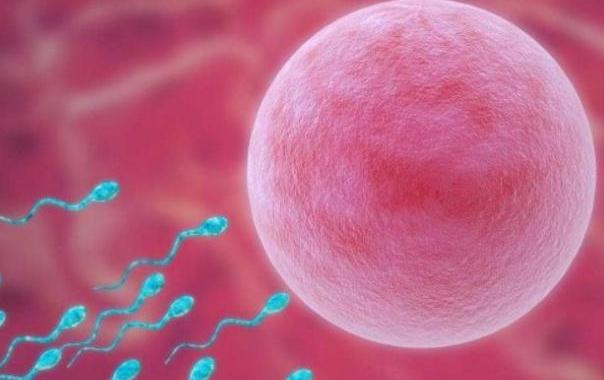 一个月的胎儿长什么样子图片,一个月的胎儿是什么样