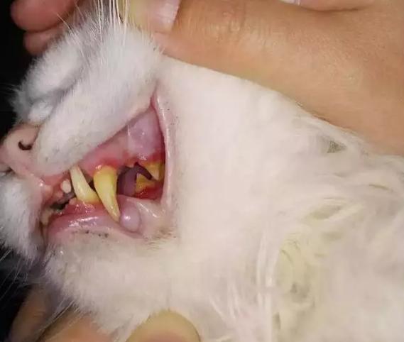 猫有口腔溃疡吗,猫有口腔炎症时间长了会死吗