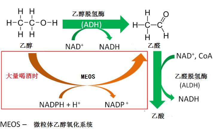 怎样快速的解酒消除体内的酒精,醉酒后血液酒精多久可以代谢完