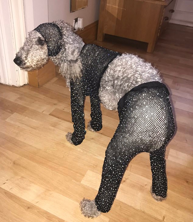 狗狗穿上衣服后有多帅气,狗狗穿上新衣服后直接逗笑主人