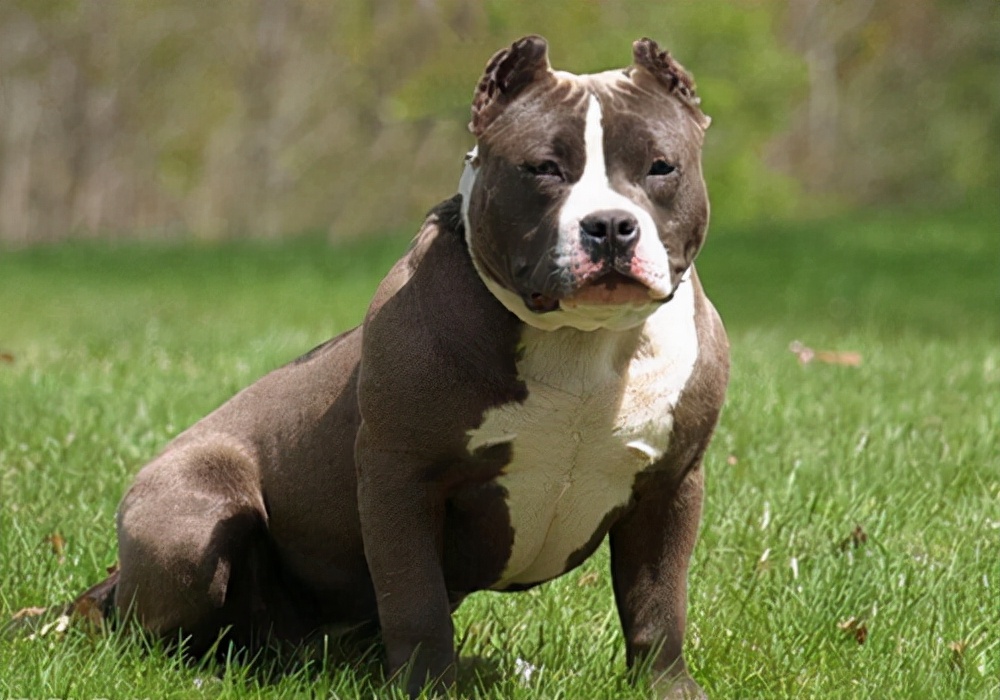 狗体内体外寄生虫？会有什么危害？怎么处理