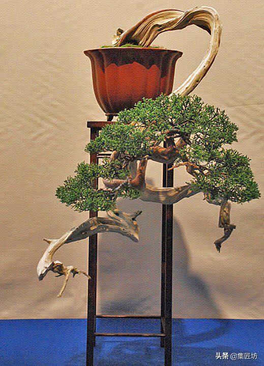 盆景入门技巧与秘籍,盆景造型基本原则