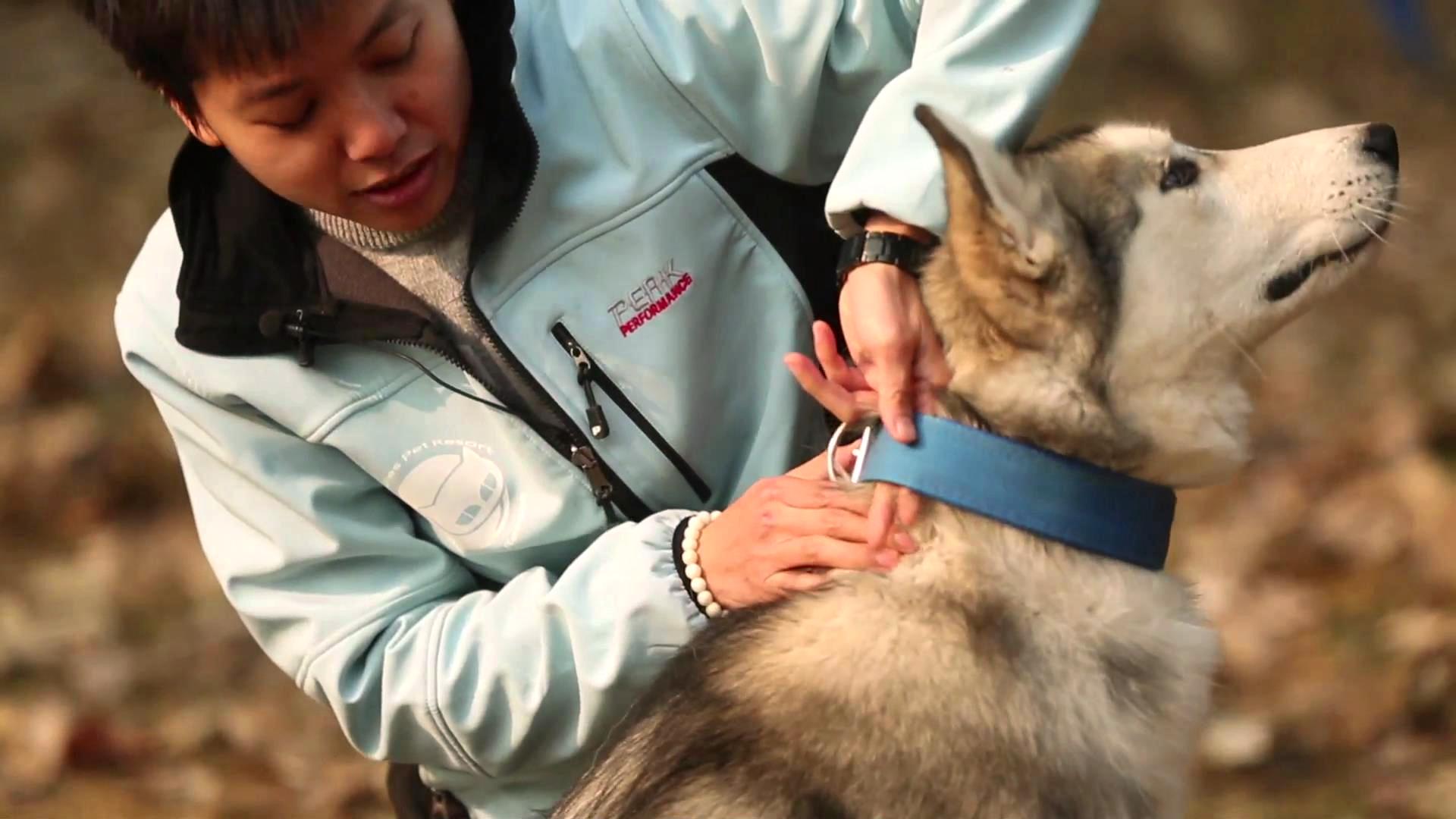 狗狗身上长了跳蚤喷了药多久洗掉,狗狗身上有跳蚤怎样快速处理
