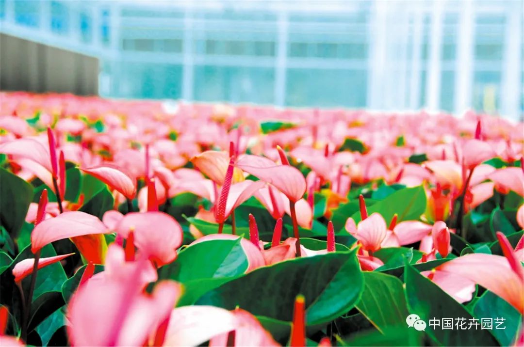 天津东信花卉用好品种和高品质赢得市场|“金花奖”专题