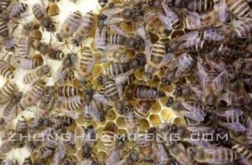中蜂专用治疗方法,中蜂蜂蛹病防治