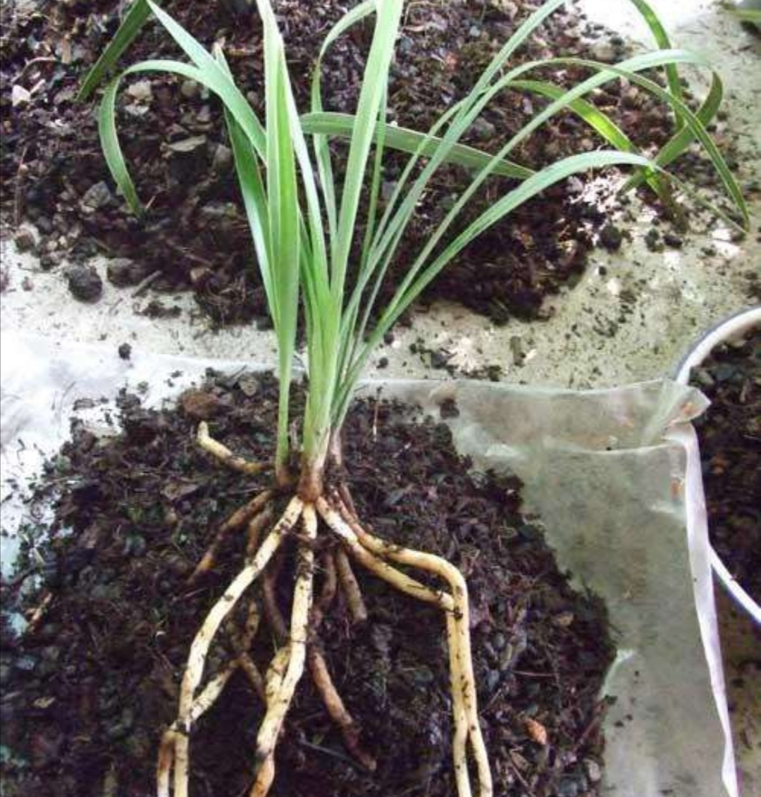 养花营养土在家怎么配制比较疏松,家庭养花怎样快速自做营养土