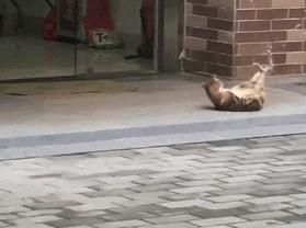 你属什么我属你,有属猫的生肖吗