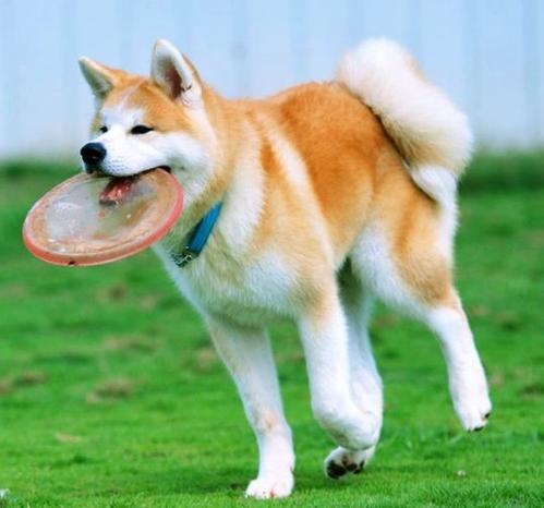 哪几种狗很可爱对主人很好不咬人,对主人最忠诚的5种狗