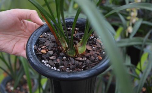 家庭养花黄叶施钾肥,家里养花盆底下垫什么好