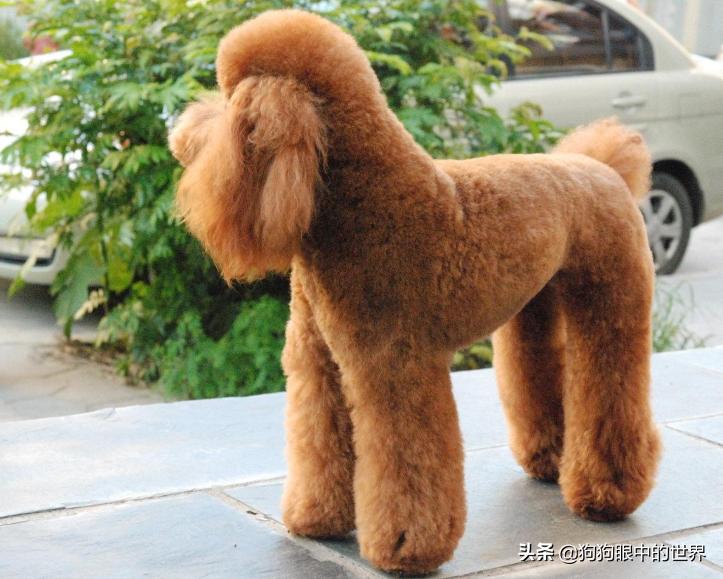 巨型贵宾犬到底有多聪明,巨型贵宾犬聪明吗