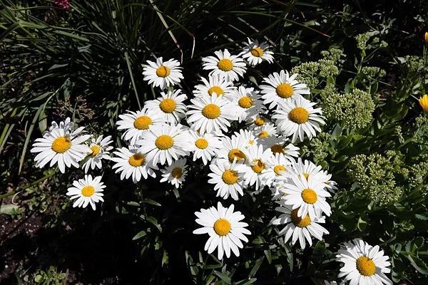 值得新手入门的徕卡相机,目前最值得入手的徕卡相机