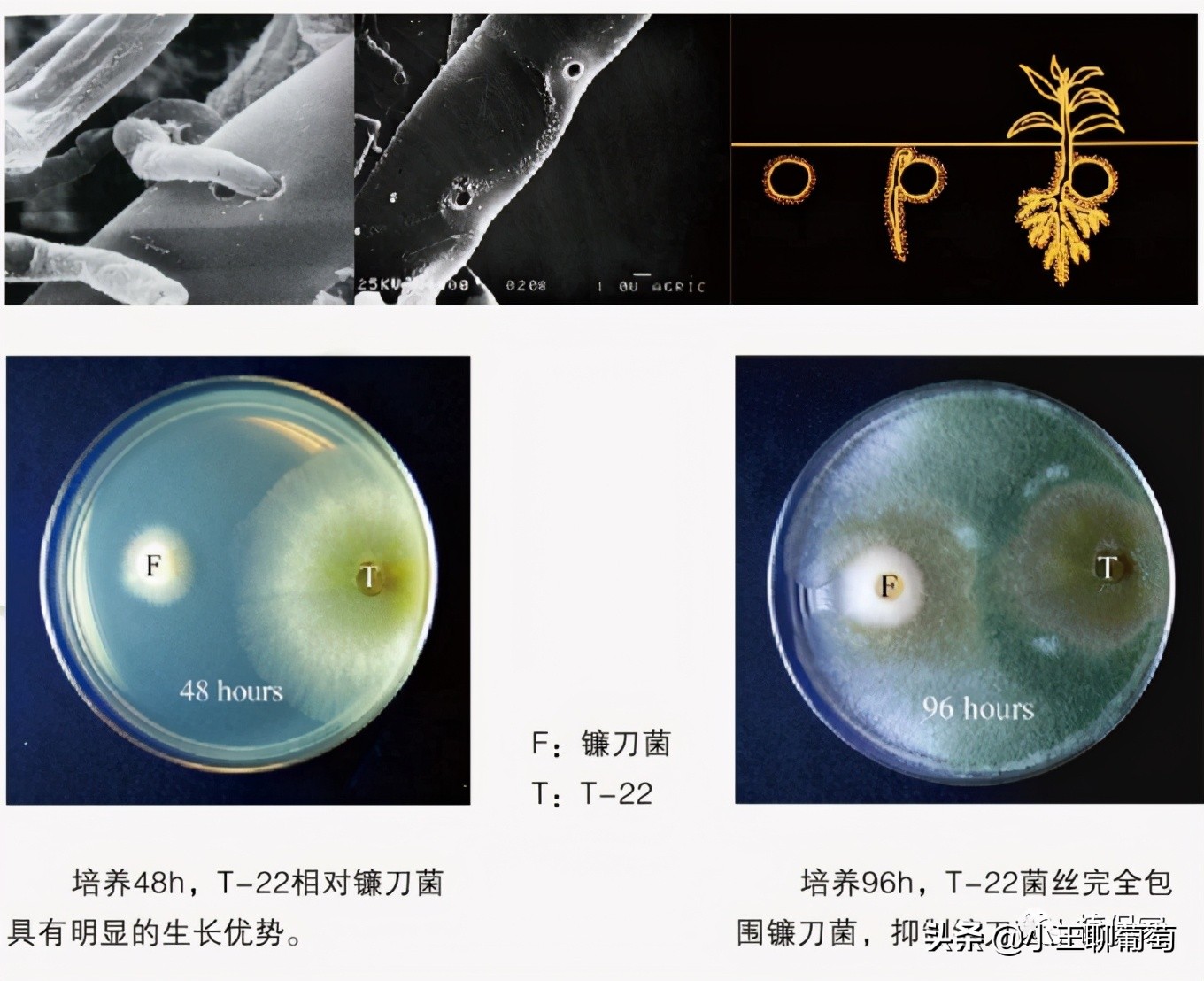 微生物菌剂治病,植物通用微生物菌剂