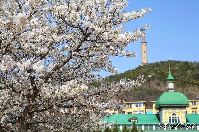 浪漫樱花校园,浪漫樱花视频