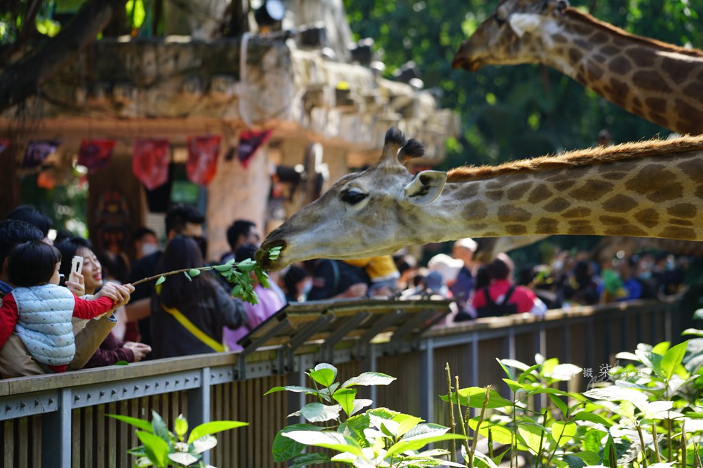 带娃去广州长隆野生动物园攻略,玩广州长隆野生动物园攻略