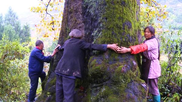 揭秘重庆神奇500年“枫树王”800年“夫妻”桂花树王