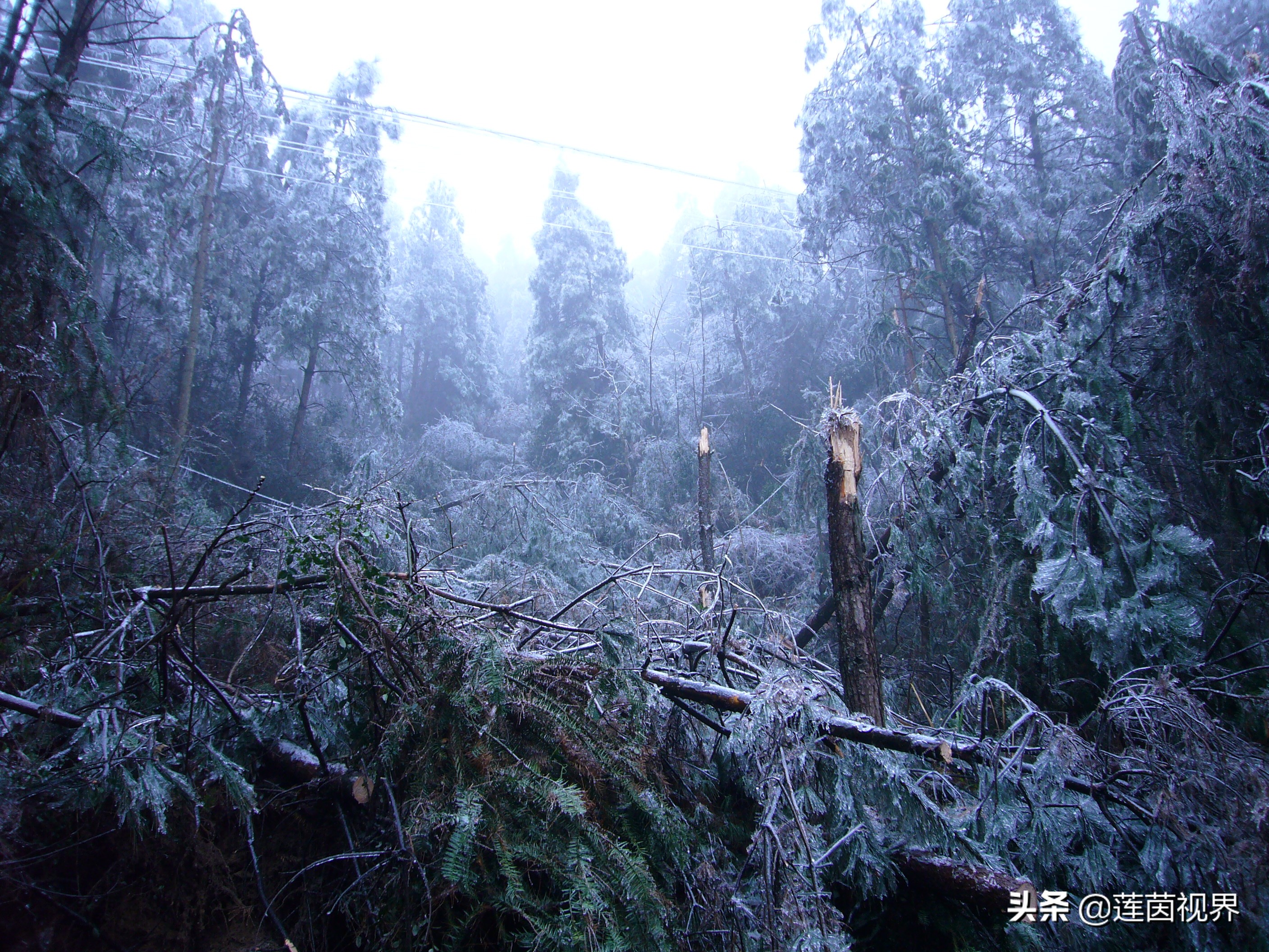 铜钹山夏天旅游哪里好玩,探险铜钹山原始森林