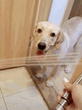 狗不能喂太饱人不能对它太好句子,狗不能喂太饱人不能对它太好图片