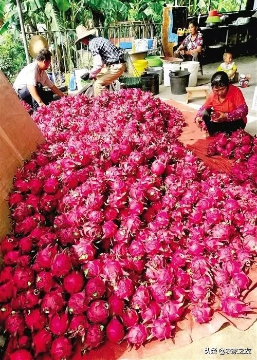 南宁西乡塘火龙果种植基地夜景,广西南宁佳年火龙果基地