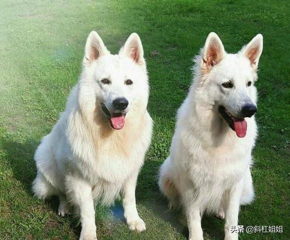 德牧和萨摩耶混血到底是什么品种,萨摩耶犬和德牧的白色崽图片
