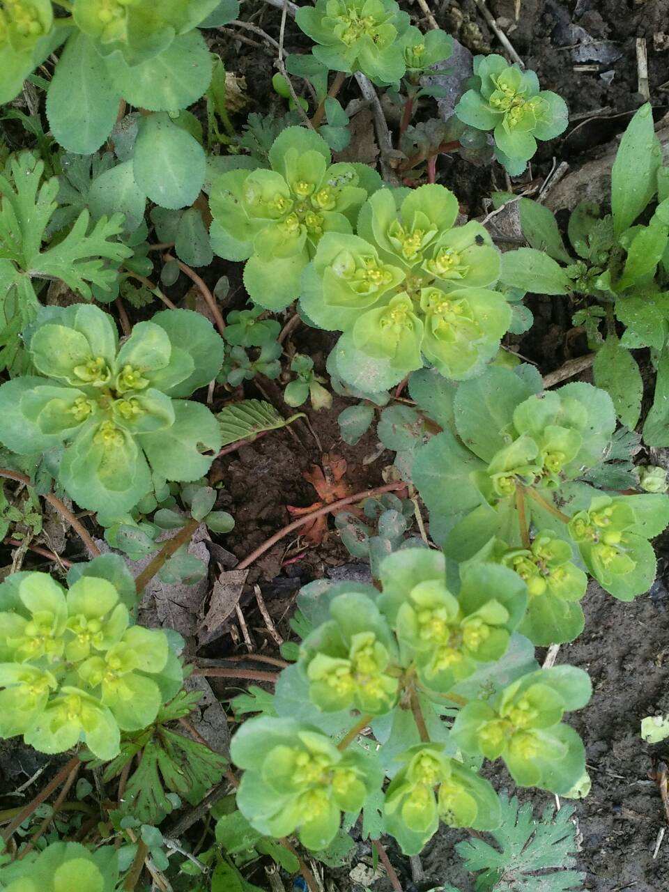 野草叫做五朵云,五朵云野草