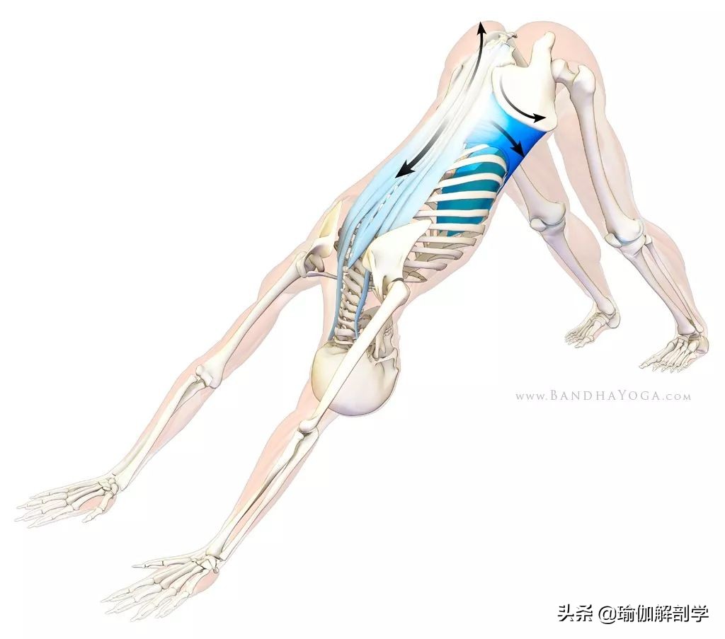 瑜伽下犬式脚迈不到前面怎么办,瑜伽下犬式臀部抬不起来怎么办