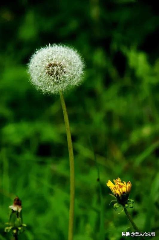 家乡的蒲公英,蒲公英飞回故乡