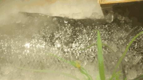 三文鱼给宝宝吃有什么好处,北极贝和三文鱼哪个营养高