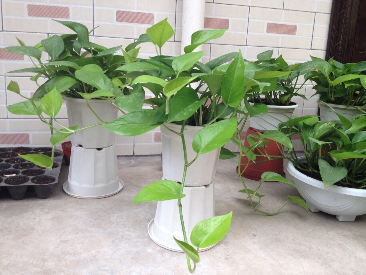 绿萝怎么浇水施肥更旺,怎么给绿萝浇水长得快