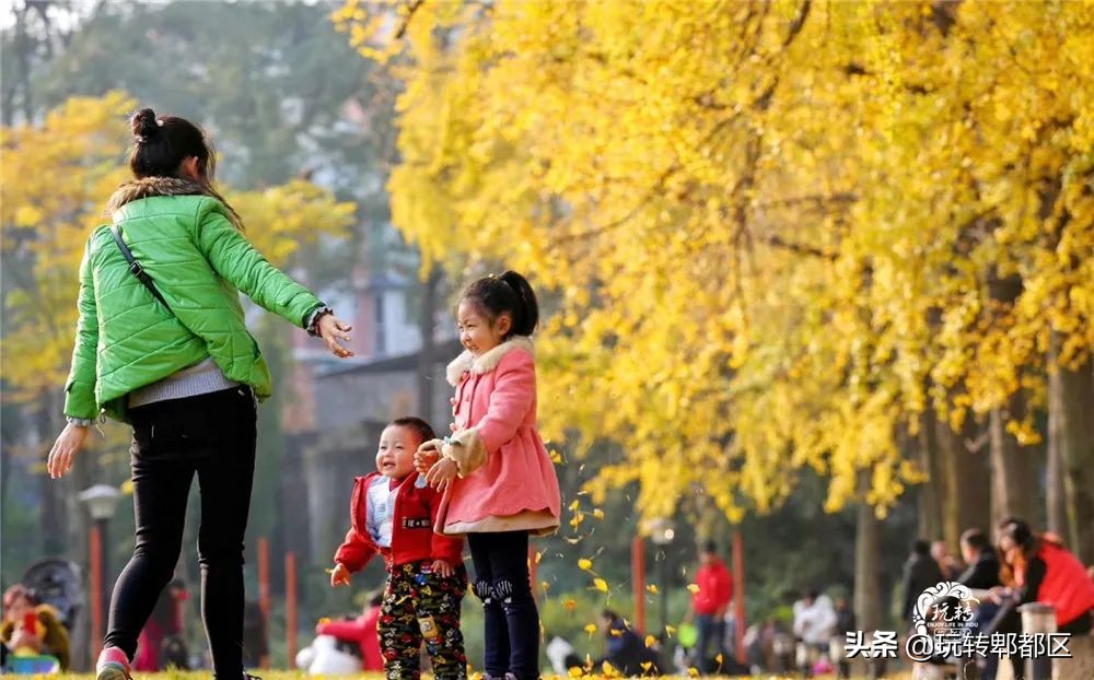 郫都区十大银杏打卡地,郫都区看银杏最好的地方
