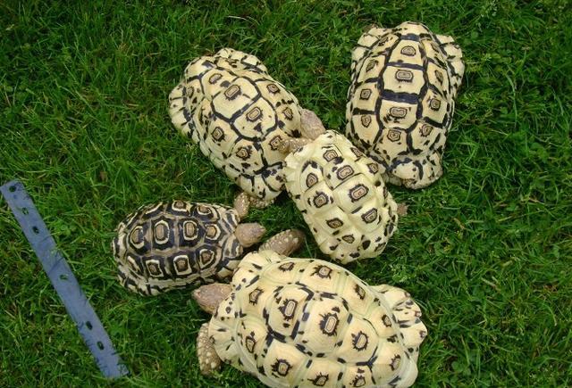 陆龟养殖全攻略,陆龟养殖难度排行