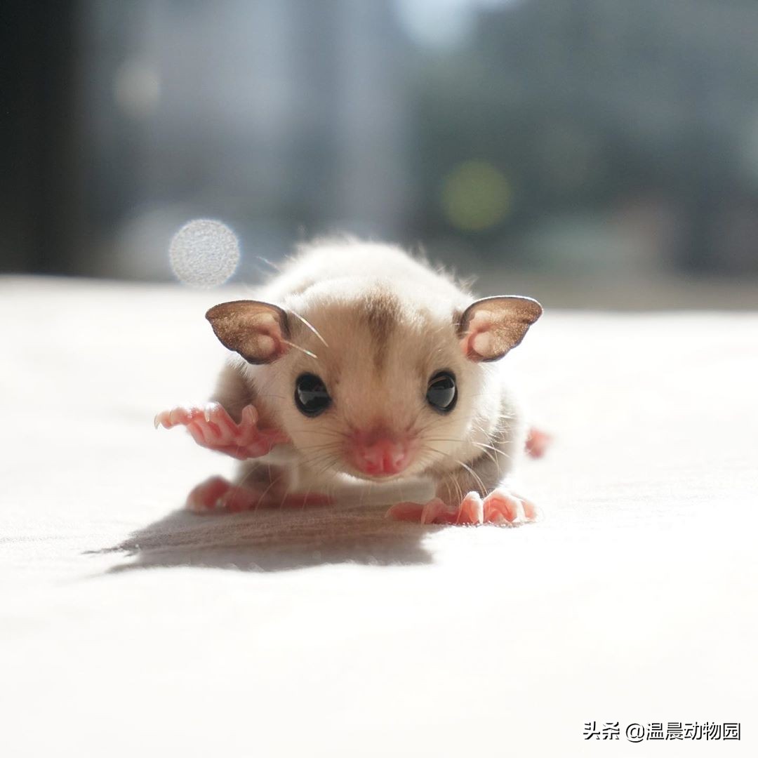 蜜袋鼯脏不脏,小蜜袋鼯可以洗澡吗