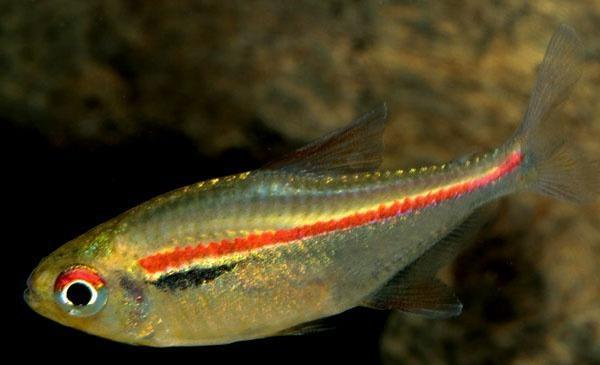 草缸灯鱼专用灯,草缸专用灯防太阳