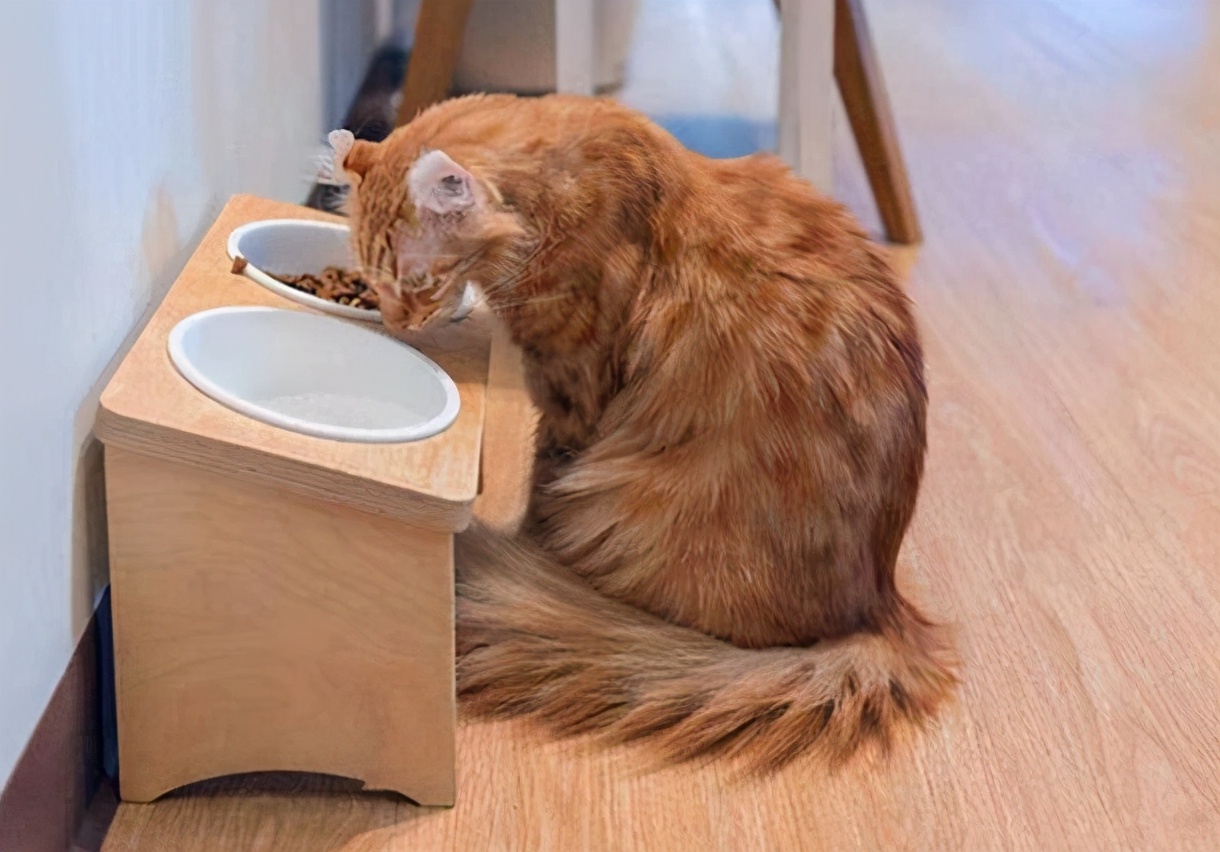 养猫的注意事项和喂养,养猫的正确喂养方法