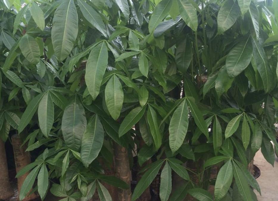 哪种树招财又旺宅,客厅最好养的两种树