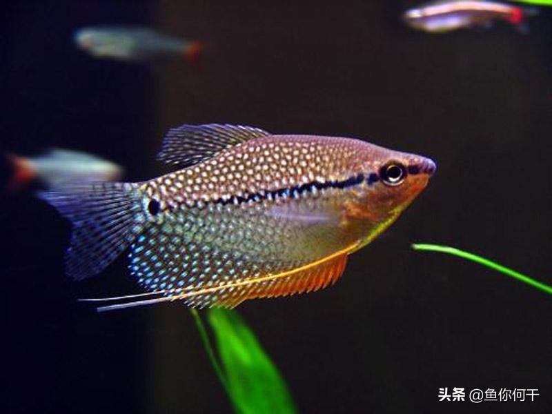 万能鱼药有用吗,鱼药真的管用吗