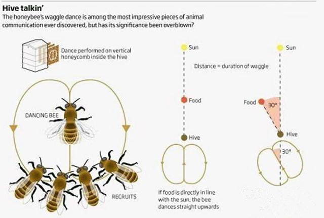 蜜蜂的八大未解之谜！诺贝尔奖获得者揭开了其中一个