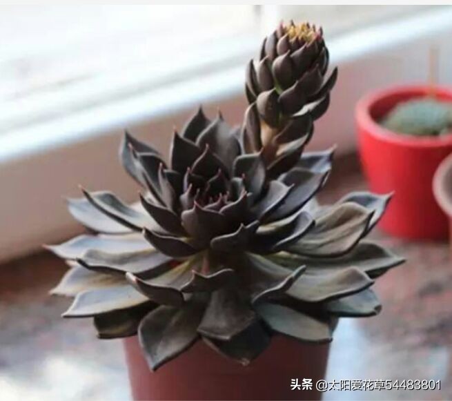 黑王子怎么养护多肉,多肉植物黑王子怎么养护视频讲解