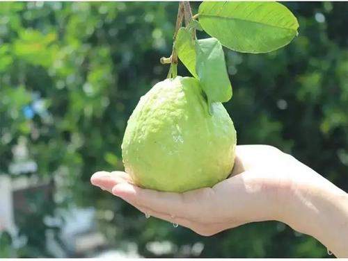 它外面像不熟的,里面像西瓜,广东人喊它“鸡屎果”,你吃过吗?