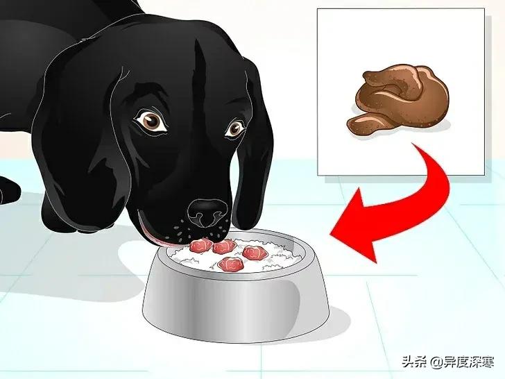 狗狗软便的解决方法,改善狗狗软便最有效的东西