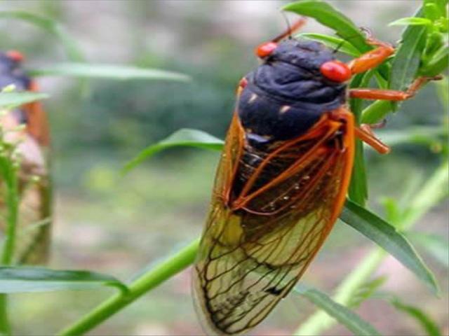 最美诗词音乐,欧阳修鸣蝉赋