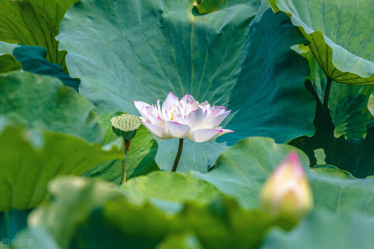 伏的意思都有哪些,伏的意思大全