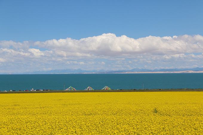 等待高原冰雪融化之后归来的孤雁，可可西里的爱情叫人忘情忘我