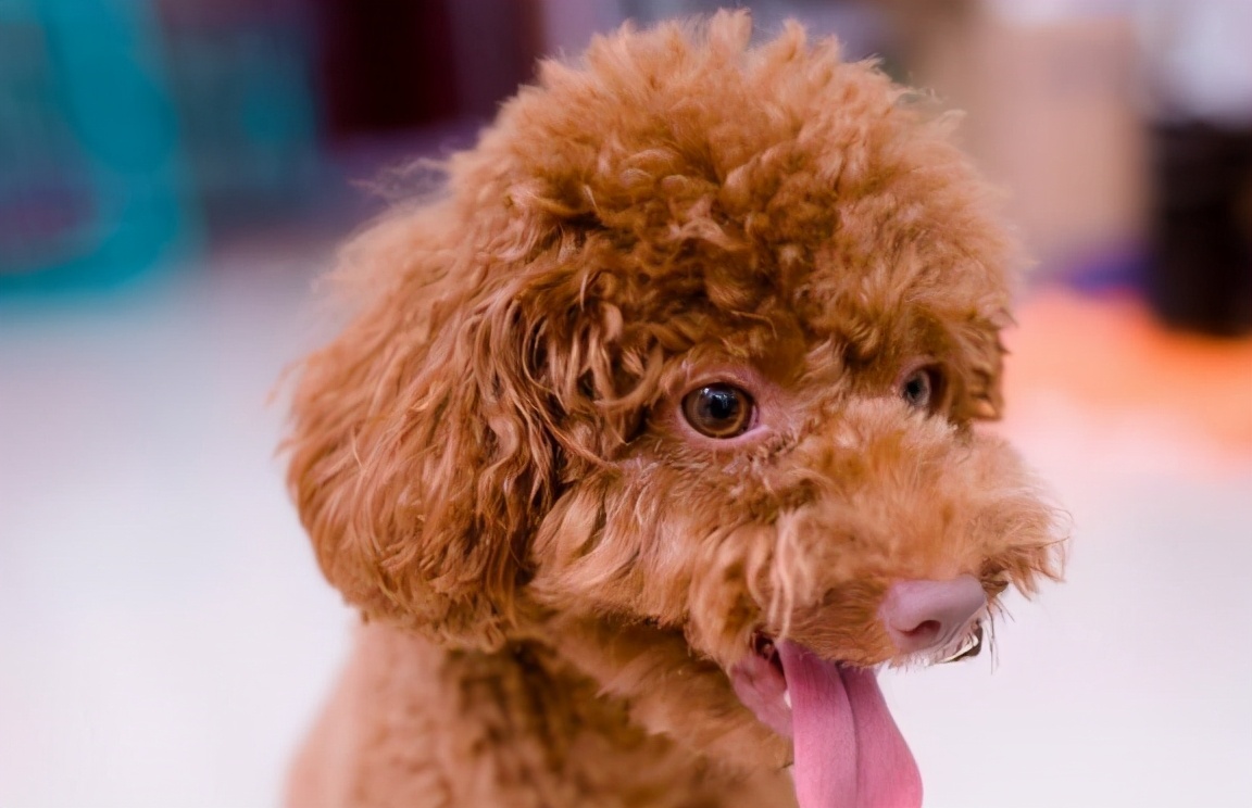 了解泰迪犬的生活习性,泰迪犬的优点和缺点有哪些表现
