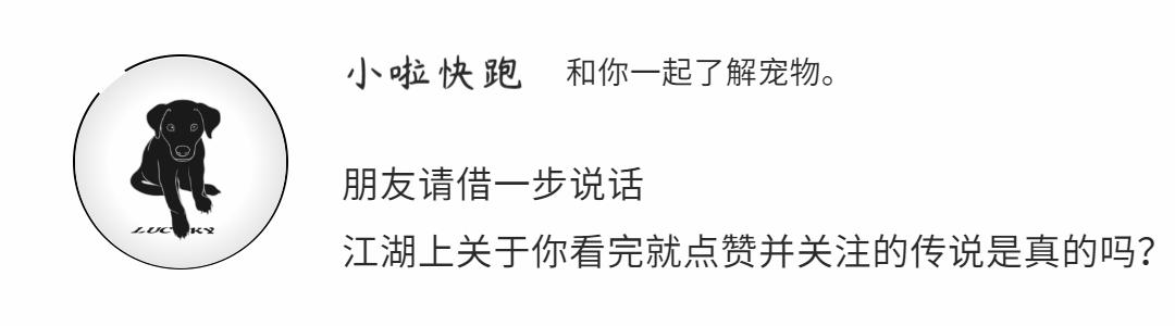 贵宾犬泪痕怎么处理,泰迪贵宾犬有泪痕是怎么回事