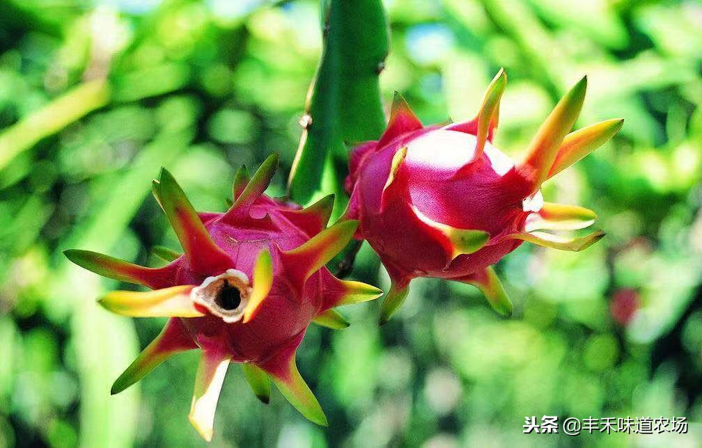 火龙果怎么选才是最好的,火龙果怎么挑选最好的